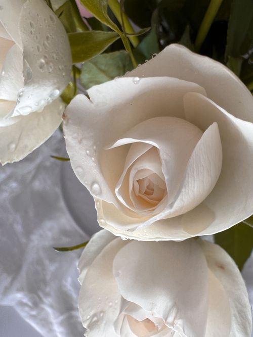 Free Stunning close-up of dewy white roses with lush green leaves, symbolizing purity and elegance. Stock Photo