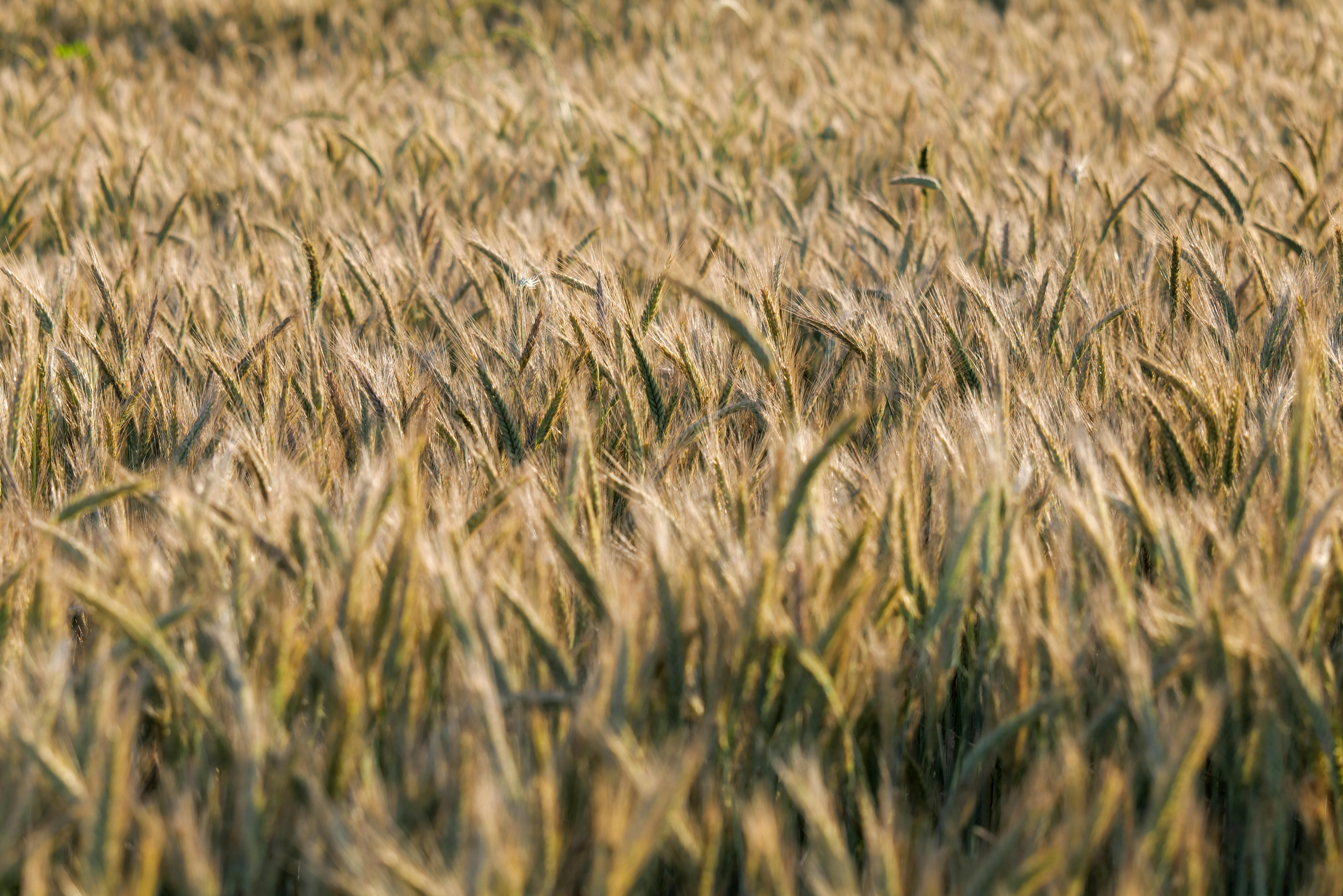 Serene and lush wheat field in Kaniška Iva, Croatia, showcasing golden hues and rural landscapes.