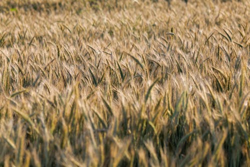 Foto stok gratis agrikultura, bidang, fokus selektif