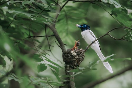 Free A Black-naped Monarch feeds its hatchlings in a nest perched on a branch amid lush greenery. Stock Photo