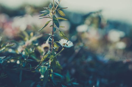 Gratis arkivbilde med blomst