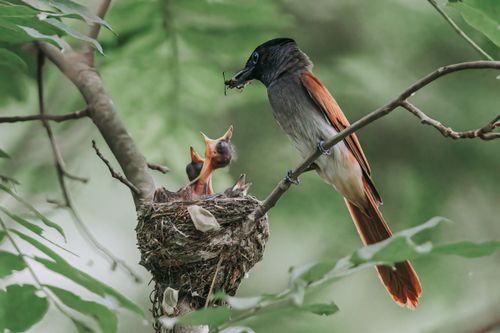 Free Close-up of a bird feeding chicks in their nest, showcasing nature's nurturing side. Stock Photo