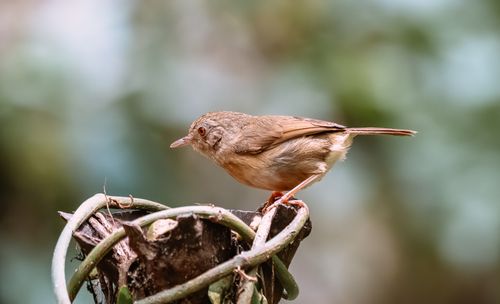 Free An intimate shot of a small bird perched on a twisted branch in natural light. Stock Photo