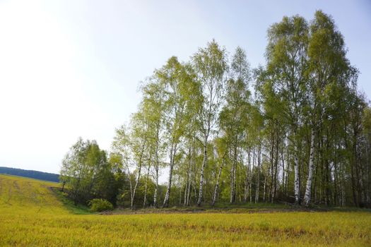 View of a Grass Field and Trees in Summer 
