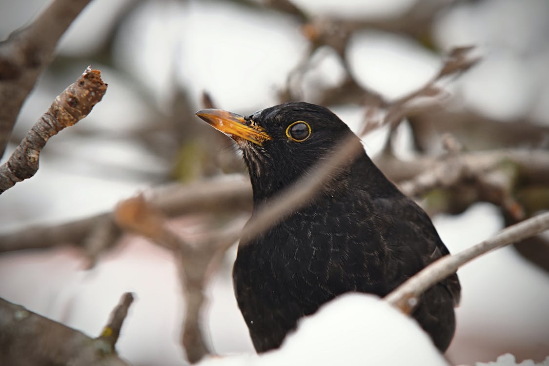 Free Photo of Perched Common Blackbird Stock Photo