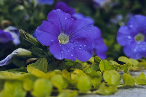 Close-up of Blue Petunia Flowers