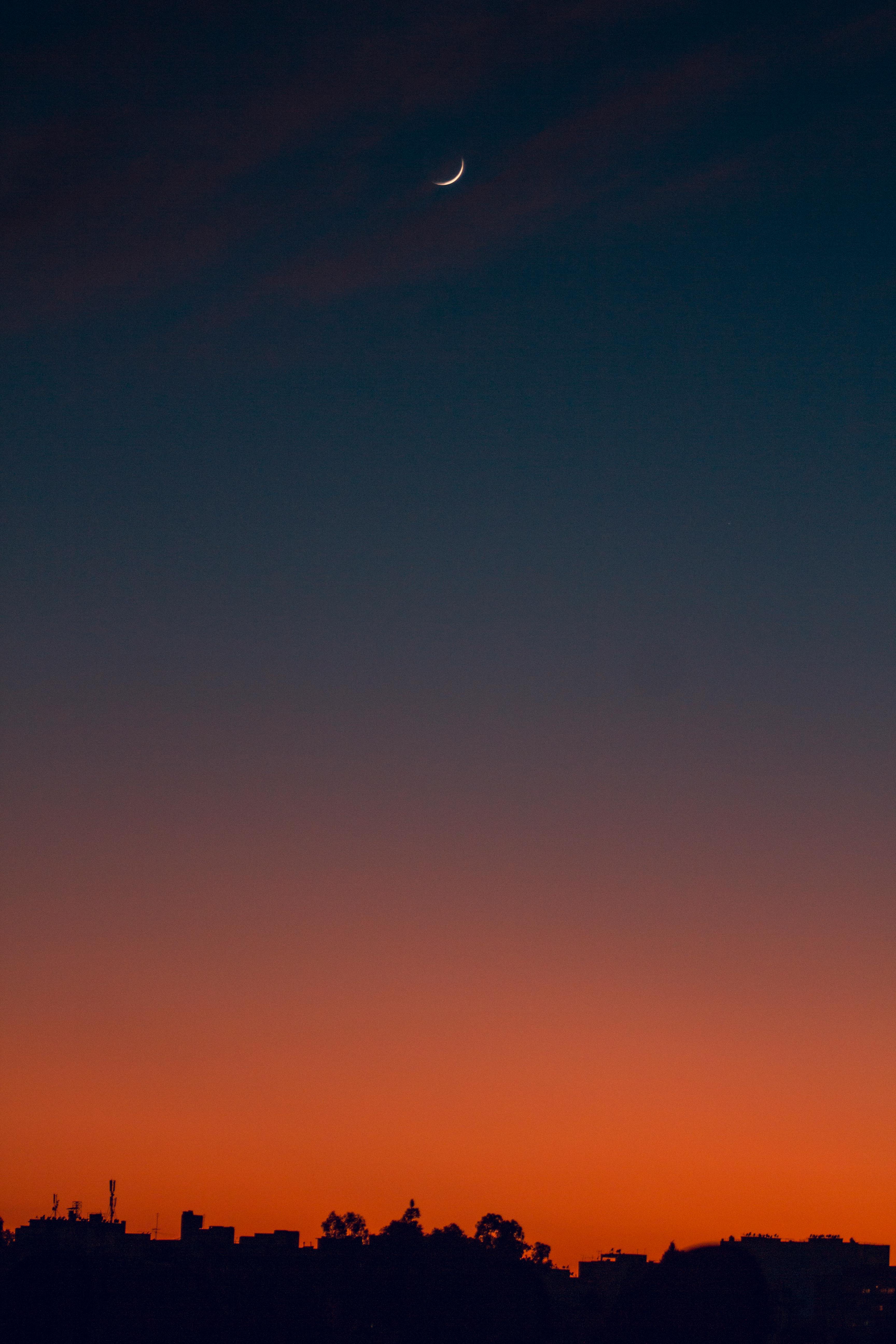 silhouette of trees during sunset