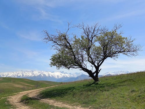 Základová fotografie zdarma na téma cestování, horská silnice, horská tapeta