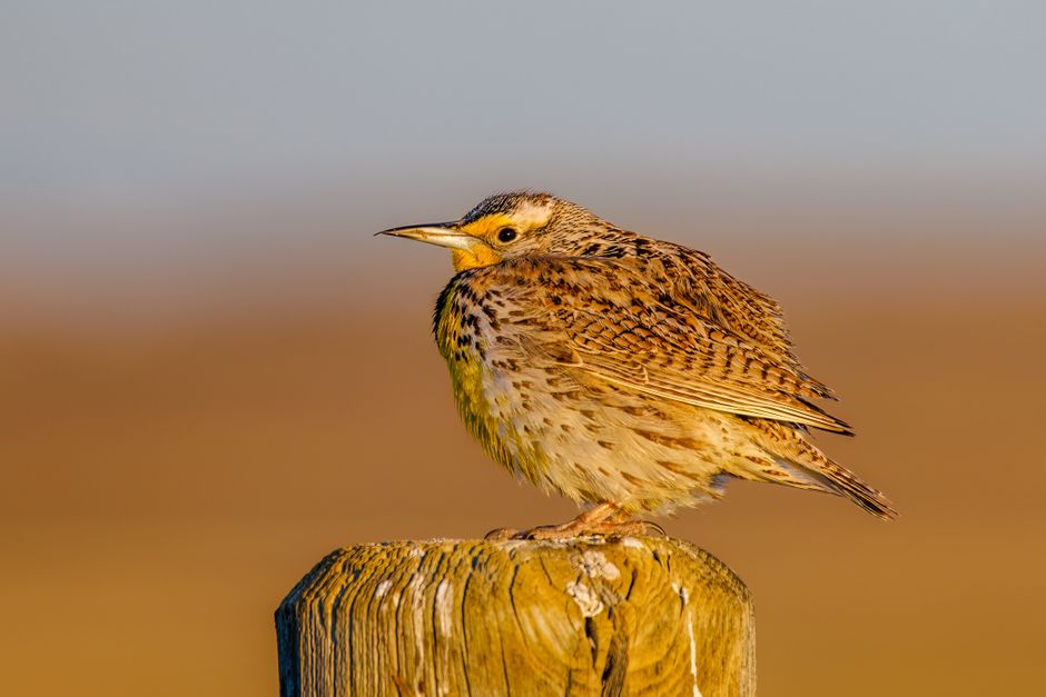 Eastern Meadowlark — Meadowlark perched on a wooden post