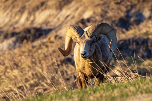 Bighorn Sheep and Grass
