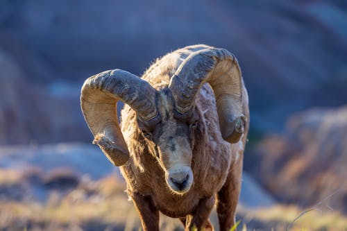 Photo of the Bighorn Sheep