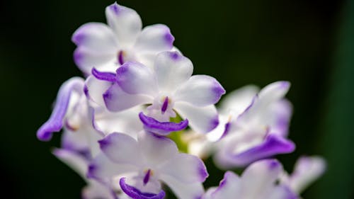 Orchid flowers