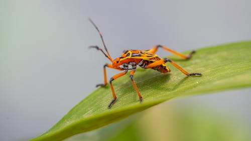 Leaf-footed bug Nymph