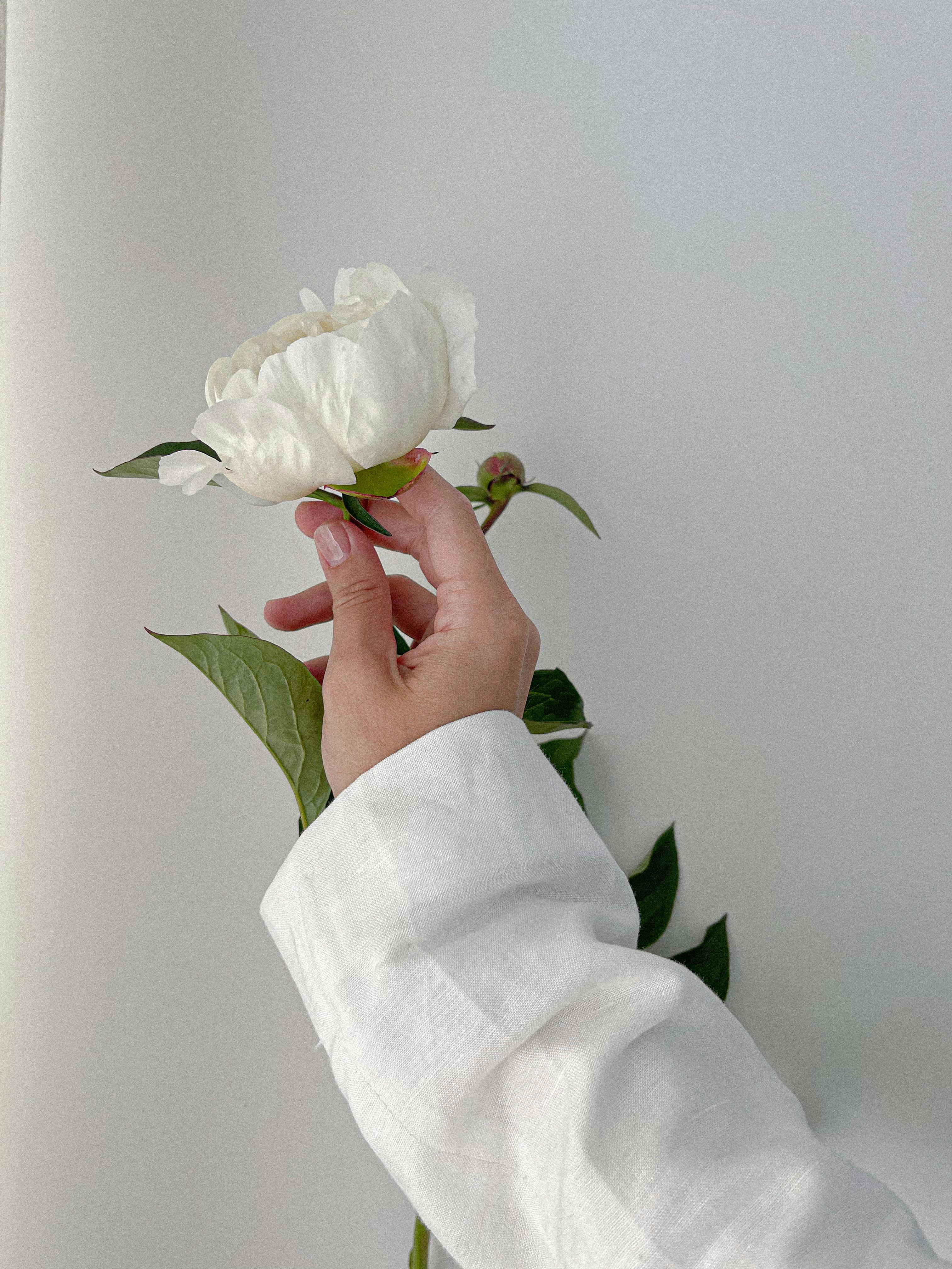 Close-up of a hand in a white sleeve holding a white peony with a minimalist background.