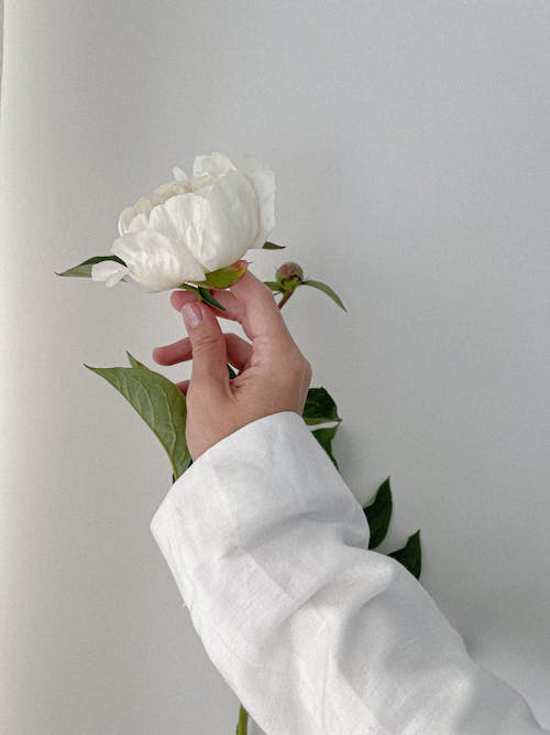 Woman Hand Holding White Flower 
