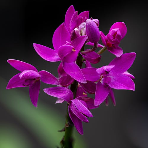 Spathoglottis sp. orchid flowers
