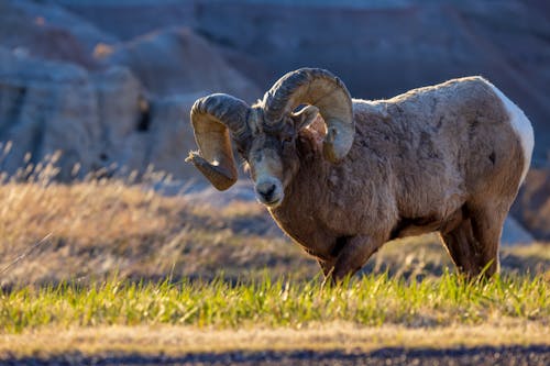Bighorn Sheep and Grass