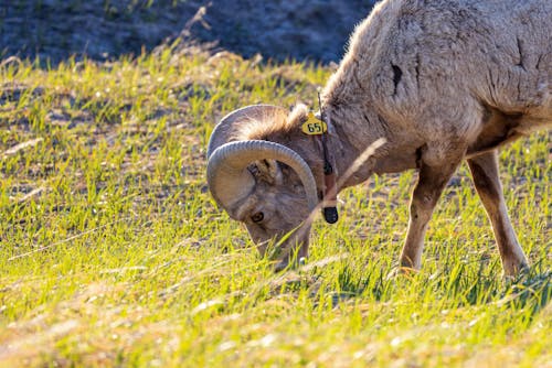 Bighorn Sheep with Tag