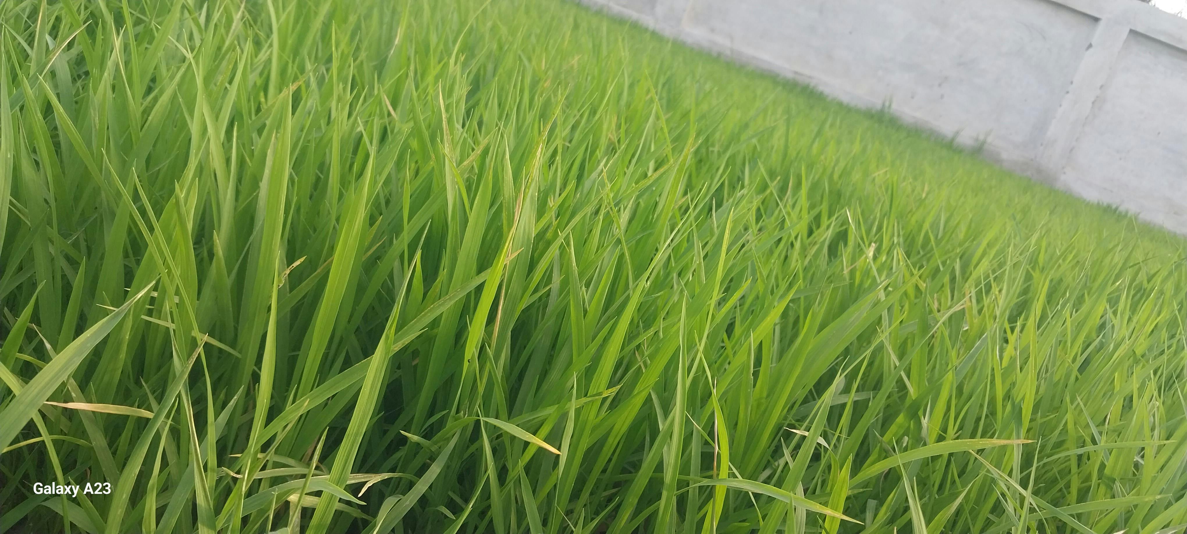 Luxuriöses Wüstencamp bei Sonnenuntergang für eine unvergessliche Premium Wüstensafari Dubai.