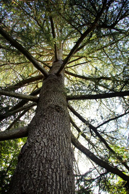 A High Tree Tall Tree in Nature · Free Stock Photo