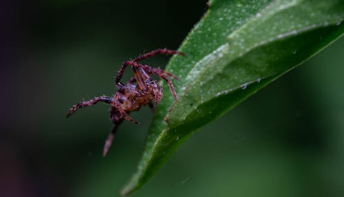 Close-up of a Brown Spider on a Leaf 