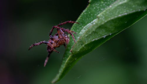 Darmowe zdjęcie z galerii z dzika przyroda, dziki, fotografia przyrodnicza