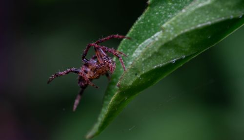 Free Detailed close-up of a spider on a leaf, showcasing wildlife in nature. Stock Photo
