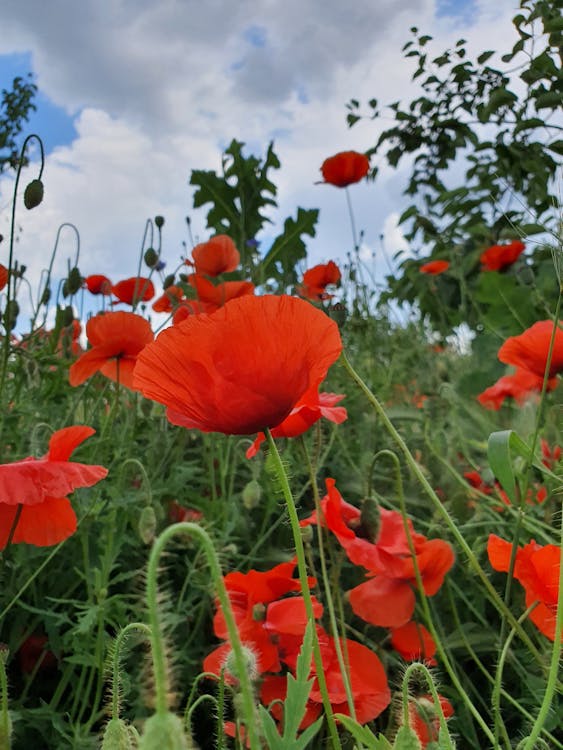 Close-up of Poppies on a Field 