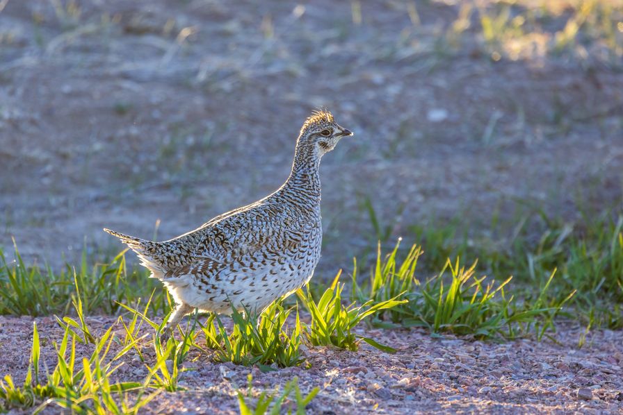 Sharp Tailed Grouse Vs Prairie Chicken Differences