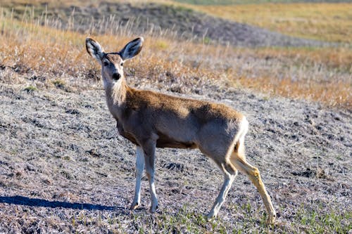 Mule deer (Odocoileus hemionus) in Badlands National Park during spring. 