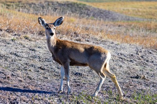 Free A mule deer standing alert in the grasslands of Badlands National Park. Stock Photo