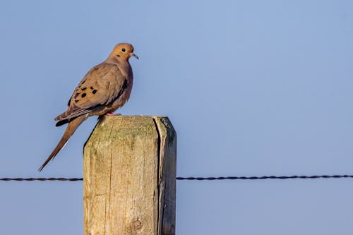 Mourning dove (Zenaida macroura) perched on a wooden fence post in the Badlands National Park.