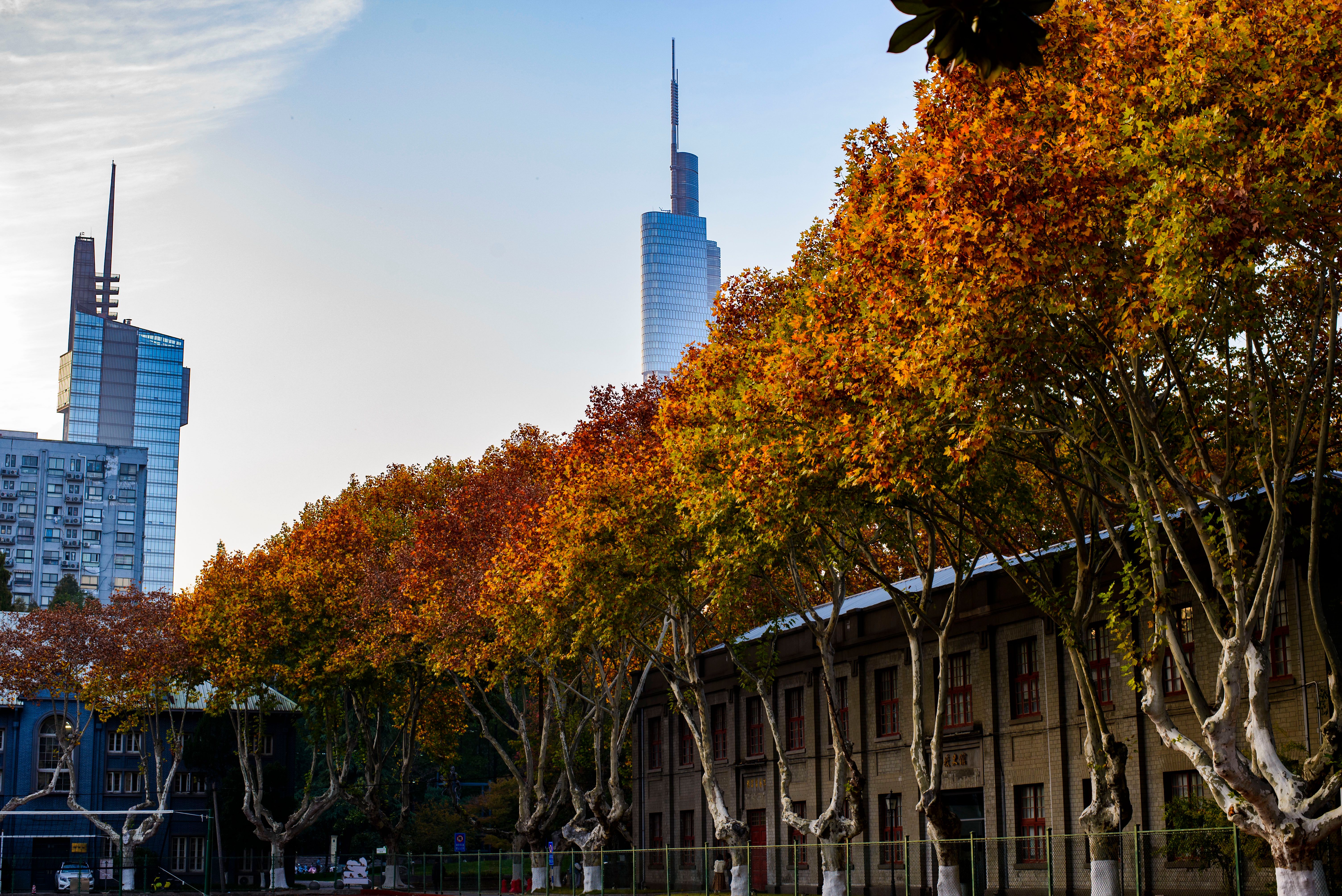 Autumn Trees with Skyscrapers behind · Free Stock Photo