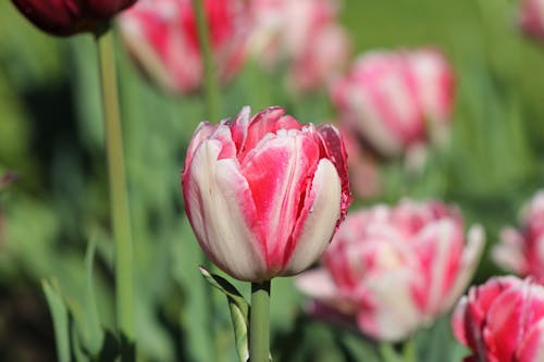 꽃, 꽃잎, 분홍색의 무료 스톡 사진