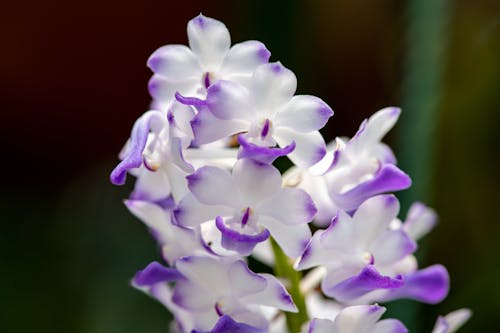 ラン科, 紫色の蘭, 蘭の無料の写真素材