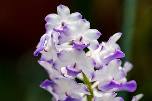 Orchid flowers