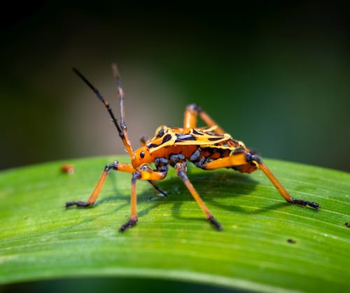バグ, マクロ撮影, 昆虫の無料の写真素材