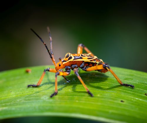 Leaf-footed bug nymph