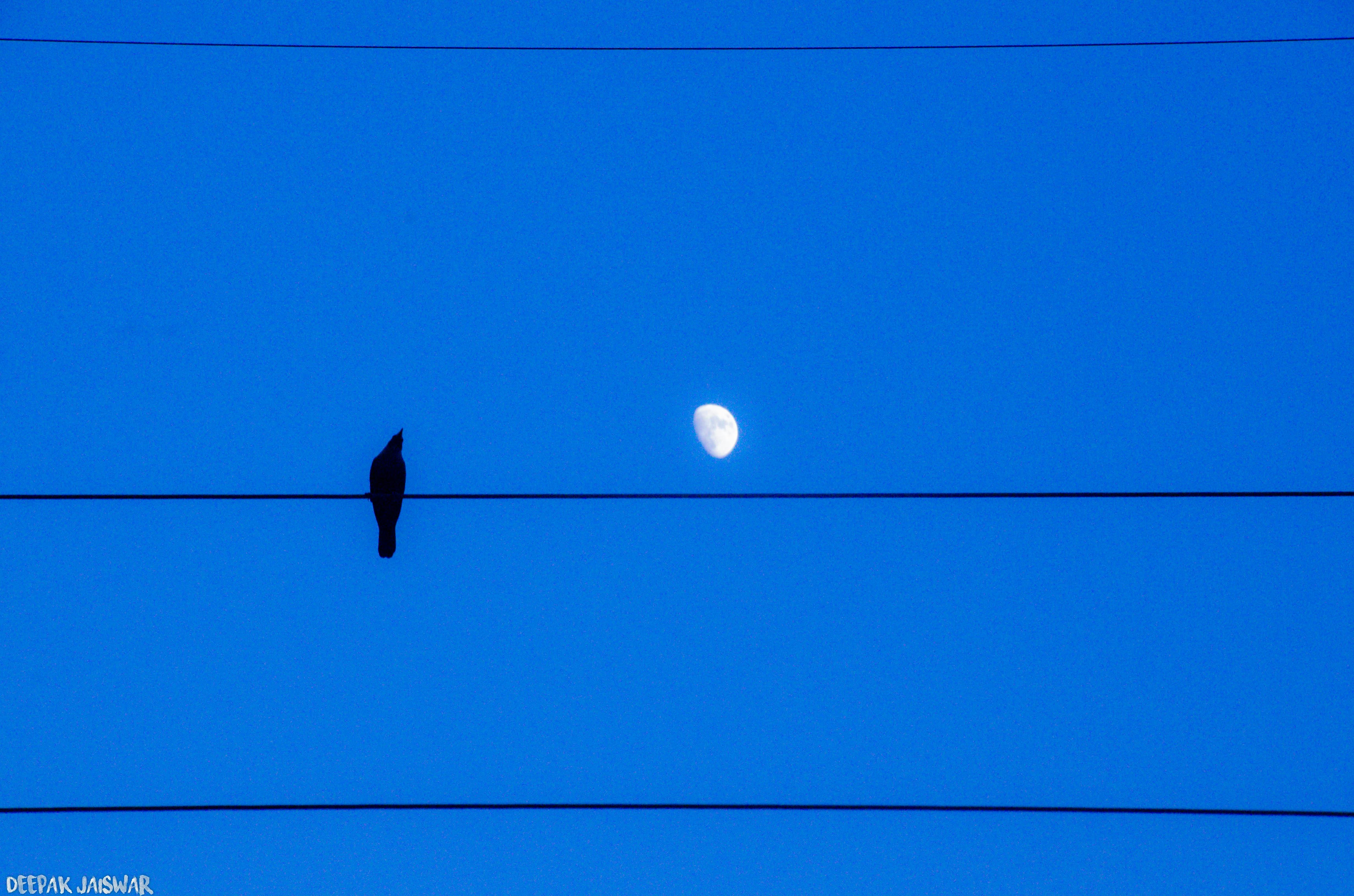 Free stock photo of crow, late night, moon