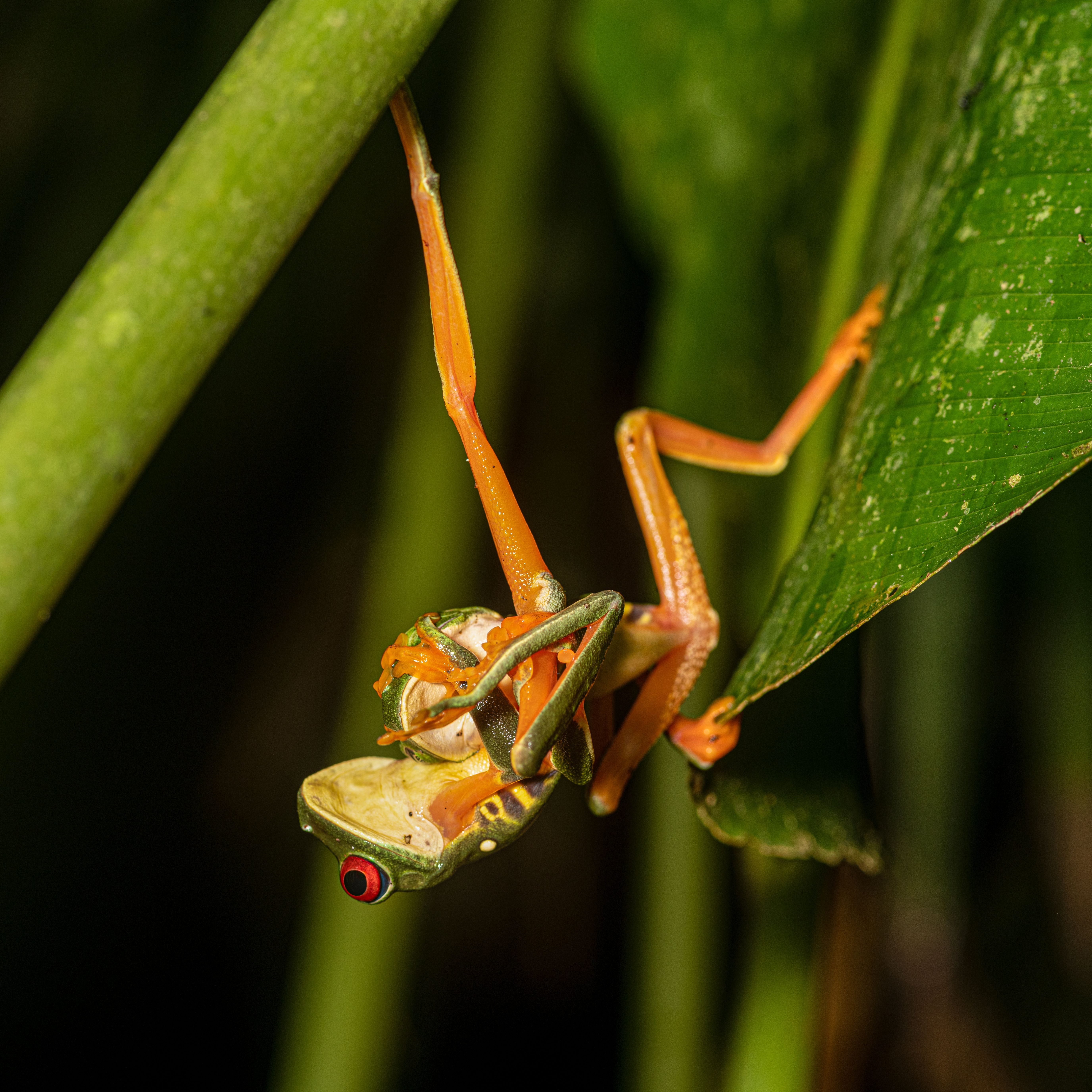 Macro study of frogs and moths in a forest