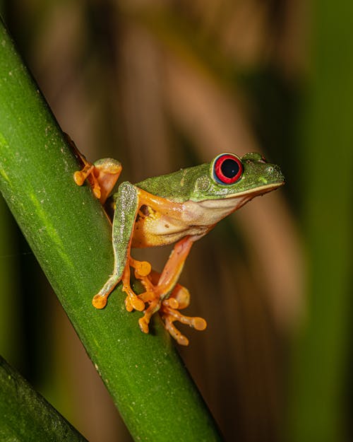 Close up of Frog on Leaf