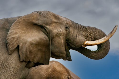 Close up of Elephant Head