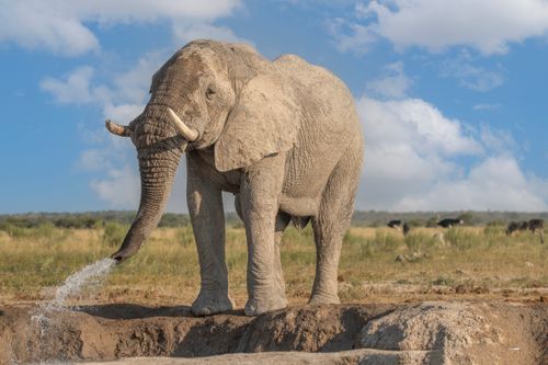 Free An African elephant sprays water in the vast savanna, showcasing wildlife in its natural habitat. Stock Photo