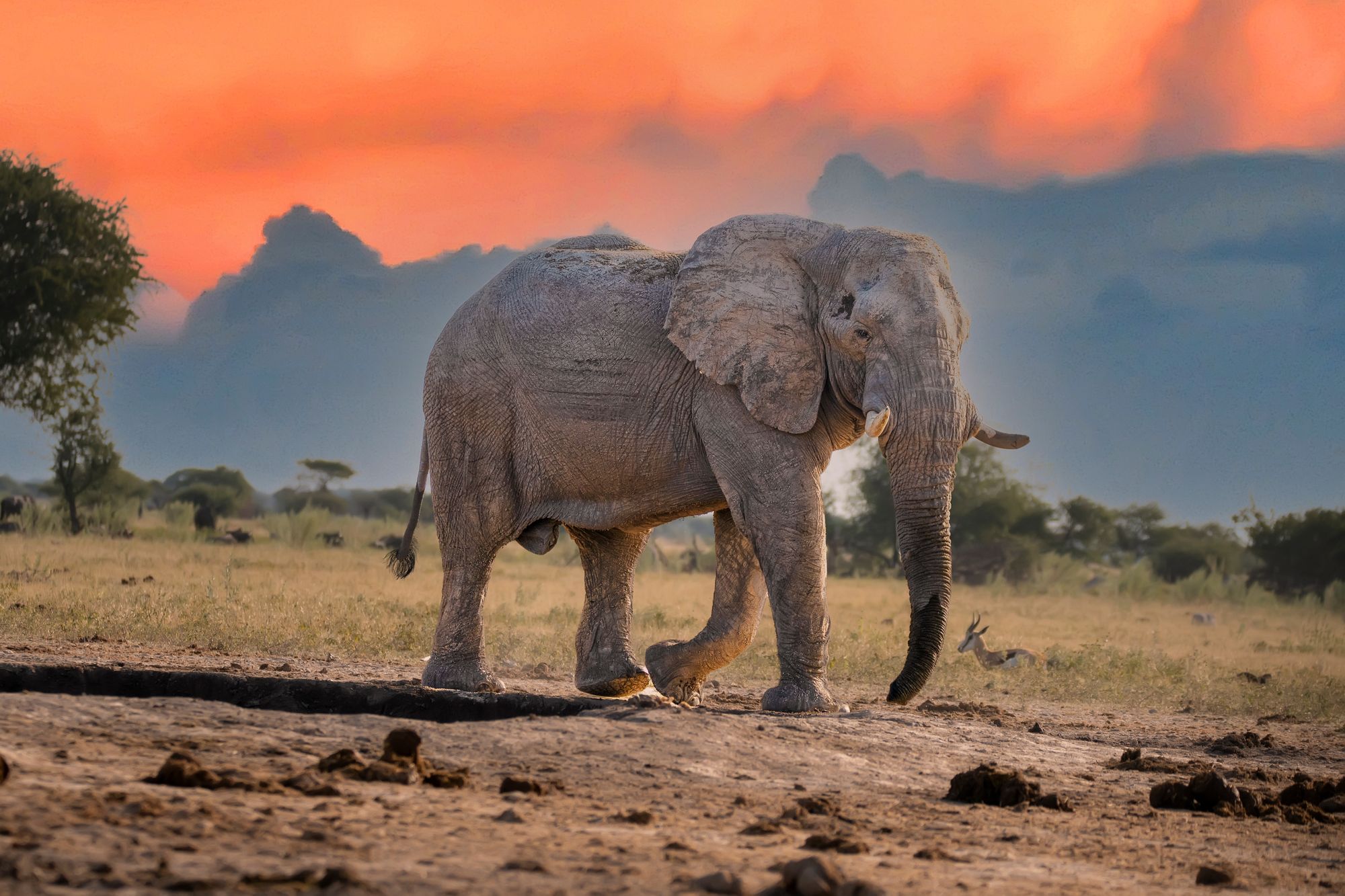 An elephant in the warm light of sunset