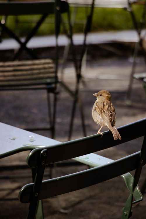 Free A sparrow perched on a park chair in NYC, showcasing urban wildlife and tranquility. Stock Photo