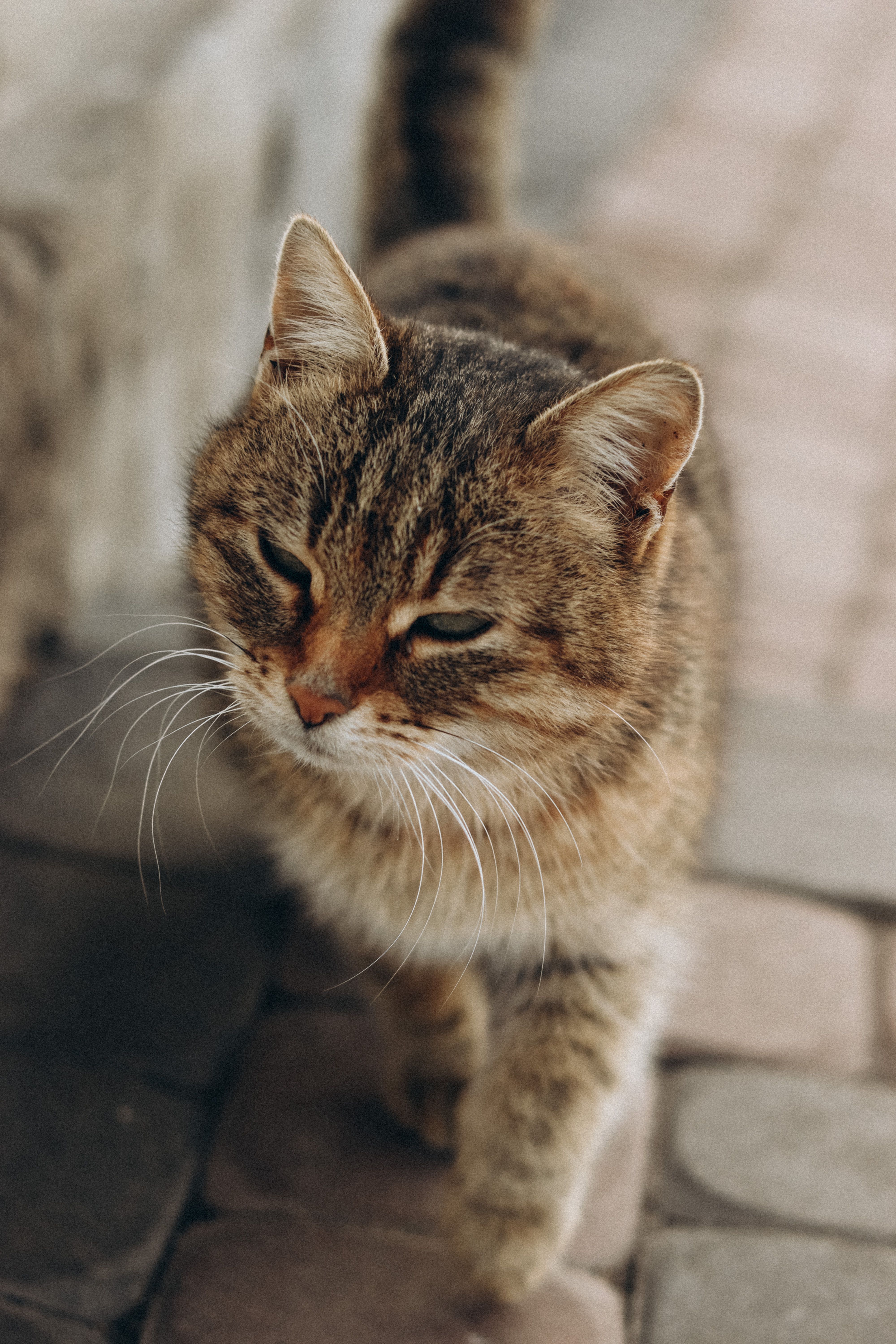 Close-up of a Tabby Cat · Free Stock Photo