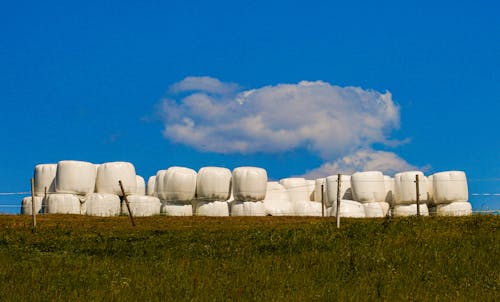 Hay Bales Wrapped in White Plastic 