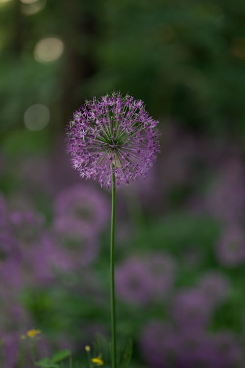 Thin, Purple Flower