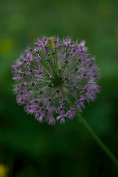 Thin, Purple Flower in Nature