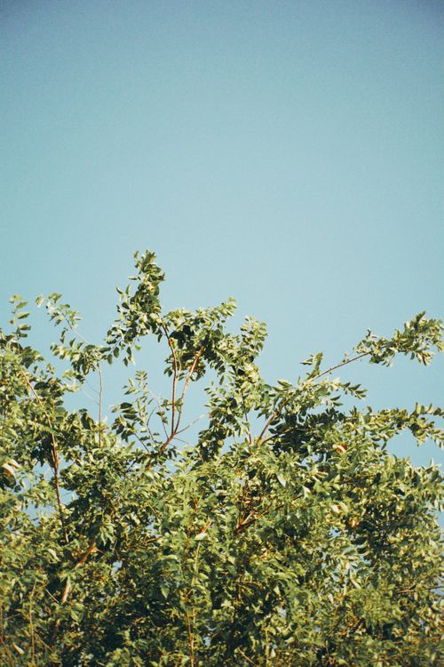 Free A vibrant tree in Almaty Province, Kazakhstan set against a clear blue sky on a sunny day. Stock Photo